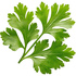 Crimean coriander